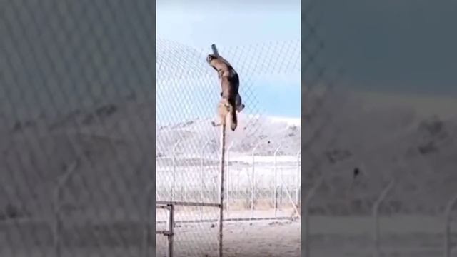 сбежал.mp4 смотреть онлайн