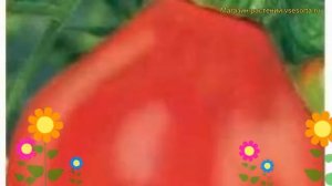 Томат обыкновенный Иван Купала. Краткий обзор, описание характеристик, где купить семена