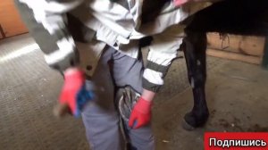 РАСЧИСТКА КОПЫТ, ЛОШАДИ ПРОФЕССИОНАЛОМ