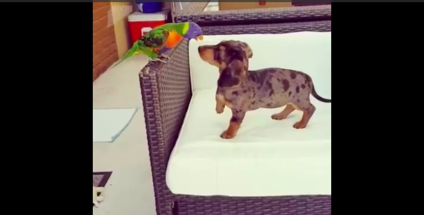 Лучшие друзья смотреть онлайн