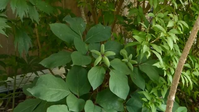 зацвела диерама смотреть онлайн