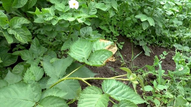 Как вырастить ежемалину сорта Медана Тайбери в Приморском крае. смотреть онлайн