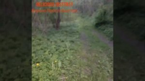 Сныть и ее отличия. Как найти, где растет.