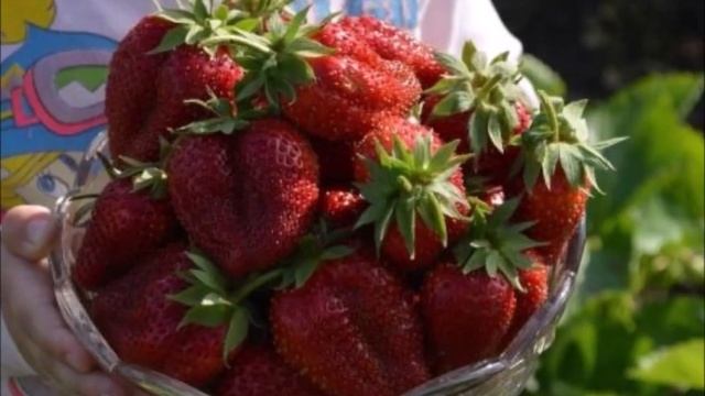 «Сорта-богатыри»: клубника из семян. Обновление коллекции сезона 20/21 смотреть онлайн