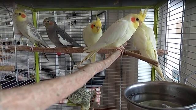 #harizma_ptichka
Купить попугая кореллу Минск смотреть онлайн