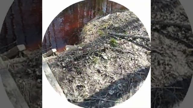 влог шизофреника