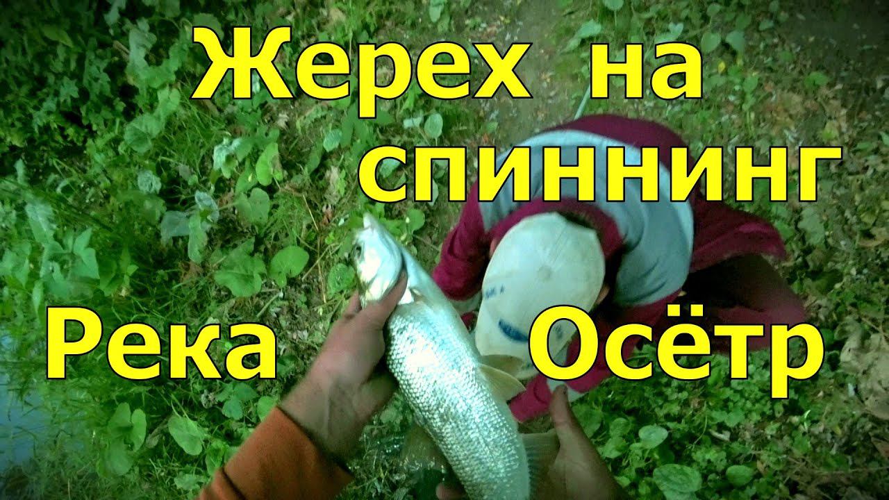 Рыбалка на спиннинг река Осётр .Жерех на спиннинг. смотреть онлайн