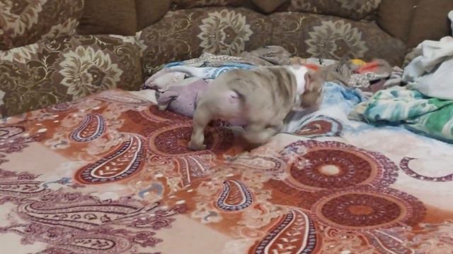 Американский булли девочка покет смотреть онлайн