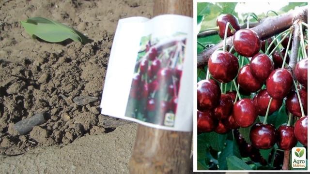 Агро-Маркет(agro-market) БОНУСЫ! Саженцы! Черешня Сказка, колоновидная черешня, колоновидная яблон смотреть онлайн