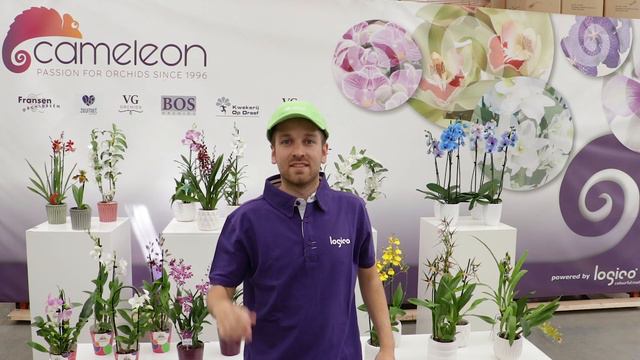 OZ Planten Summersale 2019 смотреть онлайн
