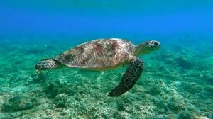 Подводный мир. Черепахи.