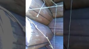 Девичий виноград  посадка и уход