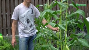 Сахарная кукуруза. Как получить максимальный урожай?