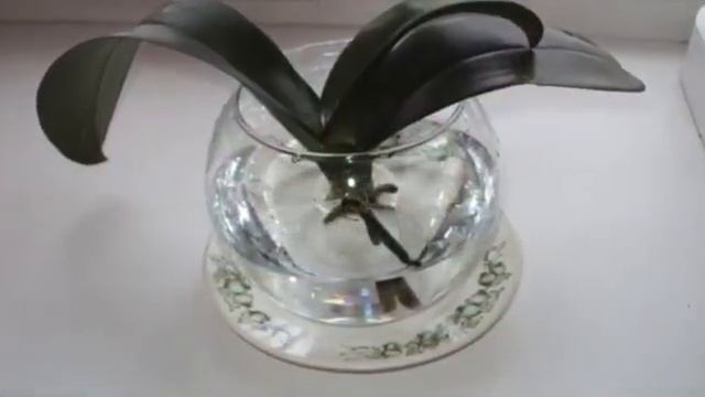 МОЖНО ЛИ ВЫРАЩИВАТЬ ОРХИДЕИ В ВОДЕ ? КАК ВЫРАЩИВАТЬ ОРХИДЕИ ? РАСТЕНИЯ В ВОДЕ #САД #ОРХИДЕИ смотреть онлайн