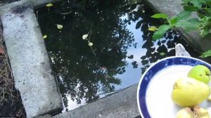 АЙВА ЯБЛОЧНАЯ,ГРУШЕВИДНАЯ ,ЯПОНСКАЯ ЗАМЕНЯТ ЦИТРУС