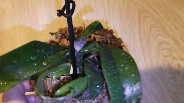 Подросток Орхидеи Ирэн Добкин ( Irene Dobkin ,,Elmhurst,,) смотреть онлайн