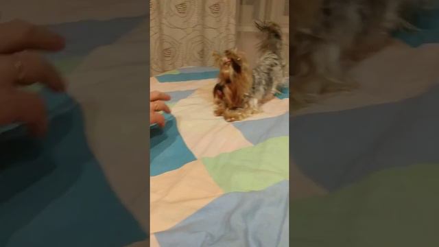 Йорк, собачий досуг. смотреть онлайн