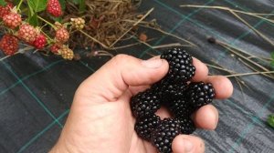 Сорт ежевики Вон, самый вкусный!!!