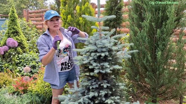 Анонс нового відео. ПЕРША формуюча СТРИЖКА БЛАКИТНОЇ ялинки. Стрижка ялини ГЛАУКА глобоза.Сад.Дача. смотреть онлайн