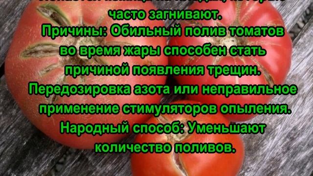 Основные болезни помидоров и их лечение! Фитофтороз, вершинная гниль, бурая пятнистость, серая гнил смотреть онлайн