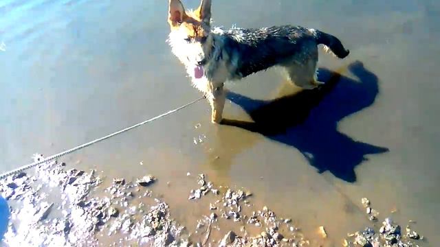 щенок -каруселька