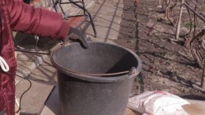 Простой способ ПОДКОРМКИ ГОЛУБИКИ ранней весной