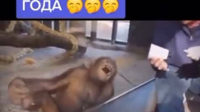 фокусник года