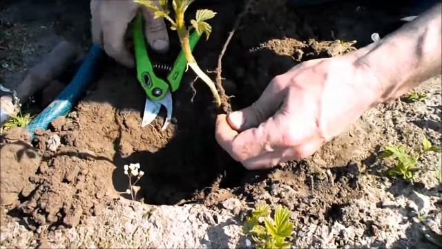 Что делать с порослью малины весной смотреть онлайн