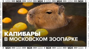 "День в Московском зоопарке": грызуны - Москва 24