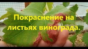 Покраснение на листьях винограда.  Важные подкормки для вызревания лоз. Саженец растет без побегов.