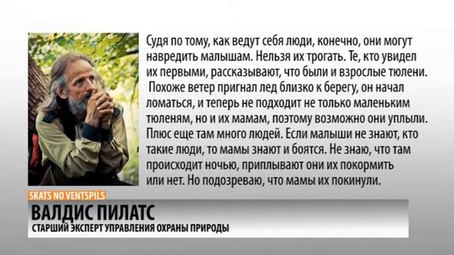 Детеныши тюленей набираются сил в Вентспилсе смотреть онлайн