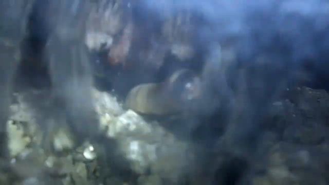 Tarantula Feeding Video 100 - In HD Goodness смотреть онлайн