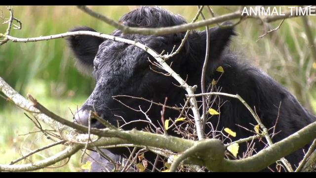 МЫЧАНИЕ КОРОВЫ И ХРЮКАНЬЕ СВИНЬИ смотреть онлайн