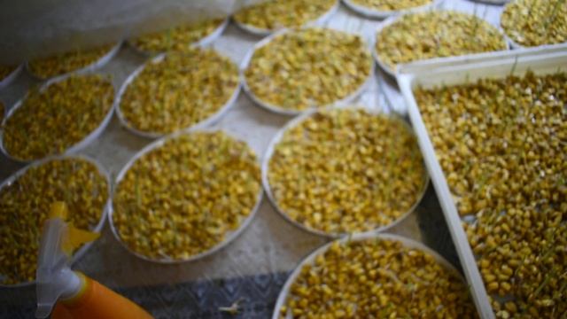 Микрозелень кукурузы своими руками Ч.2 :-) смотреть онлайн