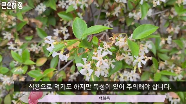[SUB]시골정원 | 해정씨의 정원에서 피는 희귀한 봄,여름꽃(6월) / 봄,여름꽃 40여종과 특성까지 완벽 소개해 드립니다~야생화🌺, 과일꽃🍎, 다육이🌵, 난꽃🌾 смотреть онлайн