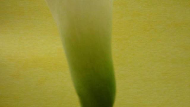 Song of the Parable of the Mustard Seed - (Seasons) смотреть онлайн