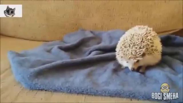 Приколы с животными.Лучшое 2016 смотреть онлайн