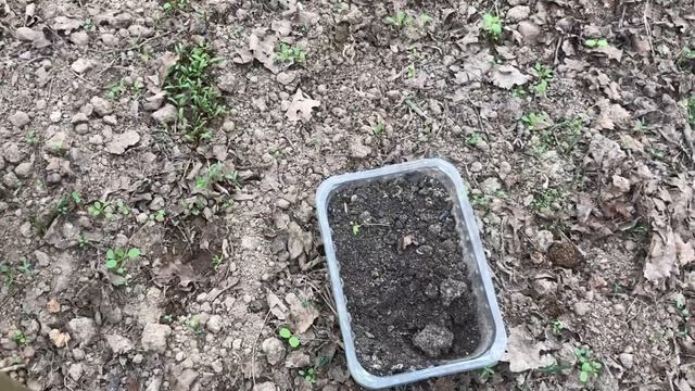 Дачная жизнь во время самоизоляции / дачные дела