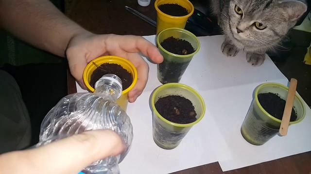 Выращивание сакуры в домашних условиях ЧАСТЬ 2