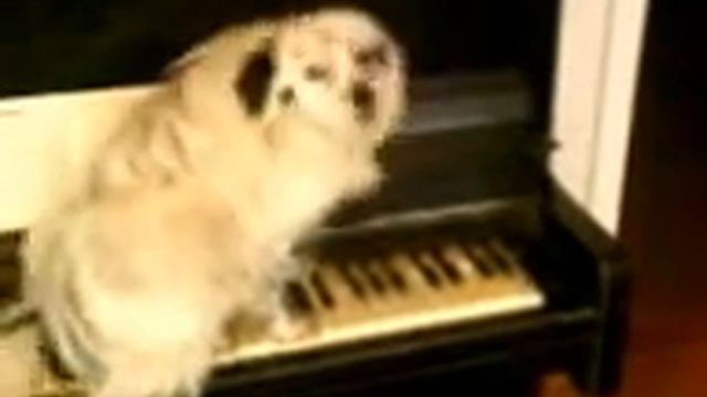 Собака поет и играет смотреть онлайн