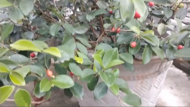 BERRY APA CERRY😂😀😀👍 смотреть онлайн