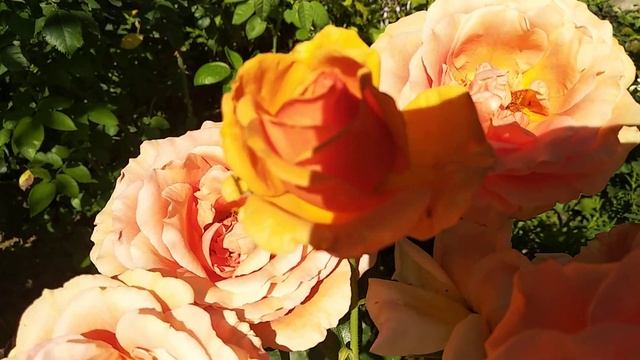 49. Роза Ashram смотреть онлайн