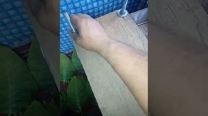 Герцеговина флор.(убираем на вылежку первый урожай).