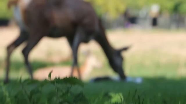 How Mother Deer Giving Birth In The Wild смотреть онлайн