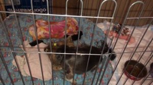 Первые роды йорка Лоры