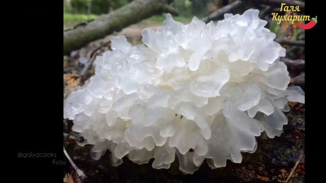 Вкусные салаты с рецептурами