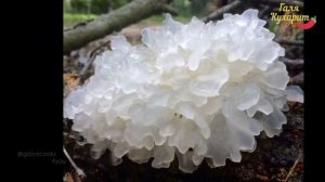 Лучший способ приготовить салат из коралловых грибов и креветок || Coral Mushroom and Shrimp Salad