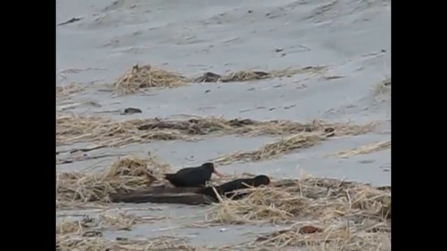 Variable Oystercatcher. Изменчивый кулик-сорока (648sp) смотреть онлайн