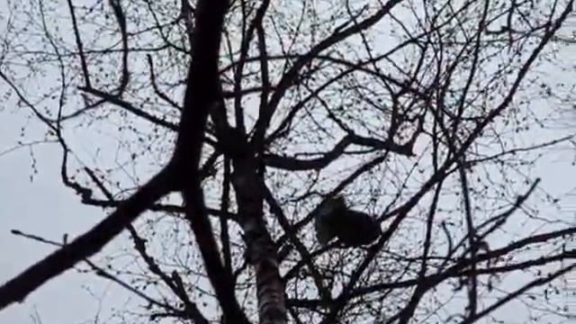 Рябчик, подманиваем рябчика.wmv смотреть онлайн