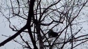 Рябчик, подманиваем рябчика.wmv